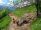 Llamas llama herd on Alpine path with hikers walkers