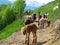 Llamas llama herd on Alpine path with hikers walkers