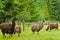 Llamas in Lush Pasture