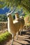 Llamas at Machu Picchu