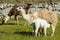 Llamas Machu Picchu ruins peruvian Andes Cuzco Peru