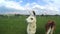 Llamas on a meadow
