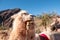 Llamas Mirador El Porito in the resort town of Purmamarca in the Province of Jujuy in Argentina in 2023