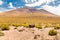Llamas mother and baby pasturing Bolivia mountain valley.