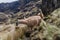 Llamas in National Park Cajas