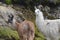 Llamas in the National Park Cajas, Tres Cruces Station, Ecuador