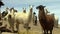 Llamas near the Salar de Uyuni