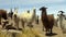 Llamas near the Salar de Uyuni