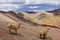 Llamas in Palccoyo rainbow mountains, Cusco/Peru