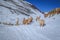 Llamas in Peru