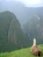 Llamas resting in Machu Picchu