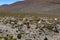 Llamas and sheep grazing in the wild area of the Altiplano
