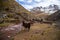 Llamas on the slopes of the mountains, Andes, Peru