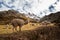 Llamas on the slopes of the mountains, Andes, Peru