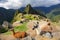 Llamas standing at Machu Picchu overlook in Peru