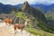 Llamas standing at Machu Picchu overlook in Peru