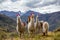 Llamas on the trekking route from Lares in the Andes