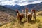 Llamas on the trekking route from Lares in the Andes