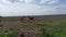 Llamas, wild animals, group of llamas in the pasture, beautiful landscape