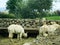 Llamas in a Wine Farm in Chile