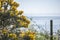 Llanbedrog, the view of the water and some yellow flowers.