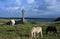 On Llanddwyn Island