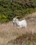 A Llandudno Kashmiri Goat lounging in a field on The Great Orme in North Wales. United Kingdom