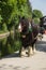 Llangollen Canal Narrowboat Horse