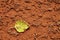 Lleaf on tennis court. Dry light red crushed bricks surface