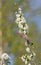 Llesser whitethroat (Sylvia curruca) and flowering fruit tree