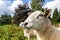 Lleyn sheep in the Scottish highlands