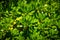Llicium floridanum Florida anise tree
