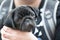 Llittle black pug puppy