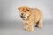 Llittle Chow chow puppy portrait