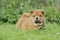 Llittle Chow chow puppy portrait