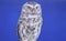 Llittle owl, Athene noctua, over blue background