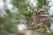 Llittle owl looking back on the branches of a coniferous tree.