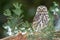 Llittle owl standing on the branches of a coniferous tree. Winter wildlife photo with a small owl. Athene noctua