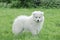 Llittle Samoyed puppy portrait