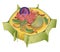 Lllustration of the plant cell