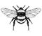 llustration of a Bumblebee, Bombus, Bee. Graden Bumblebee. Vector hand drawn sketch illustration.