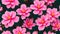 llustration seamless pattern floral, blossom pink flowers wallpaper for textile design, wallpaper, wrapping paper,