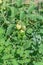 Load of green mini tomatoes on string trellis support at backyard garden in Texas, America