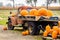 Load truck of pumpkins during fall harvest outdoors