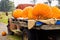 Load truck of pumpkins during fall harvest outdoors