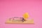 Loaded mousetrap with piece cheese on a pink background