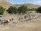 Loaded mules in the mountains of Uzbekistan.