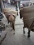 Loaded Work Mules Streets of India