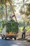 Loading of clusters of green bananas on the small truck