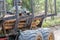 Loading logs on a truck trailer using a tractor loader with a grab crane. Transportation of coniferous logs to the sawmill.